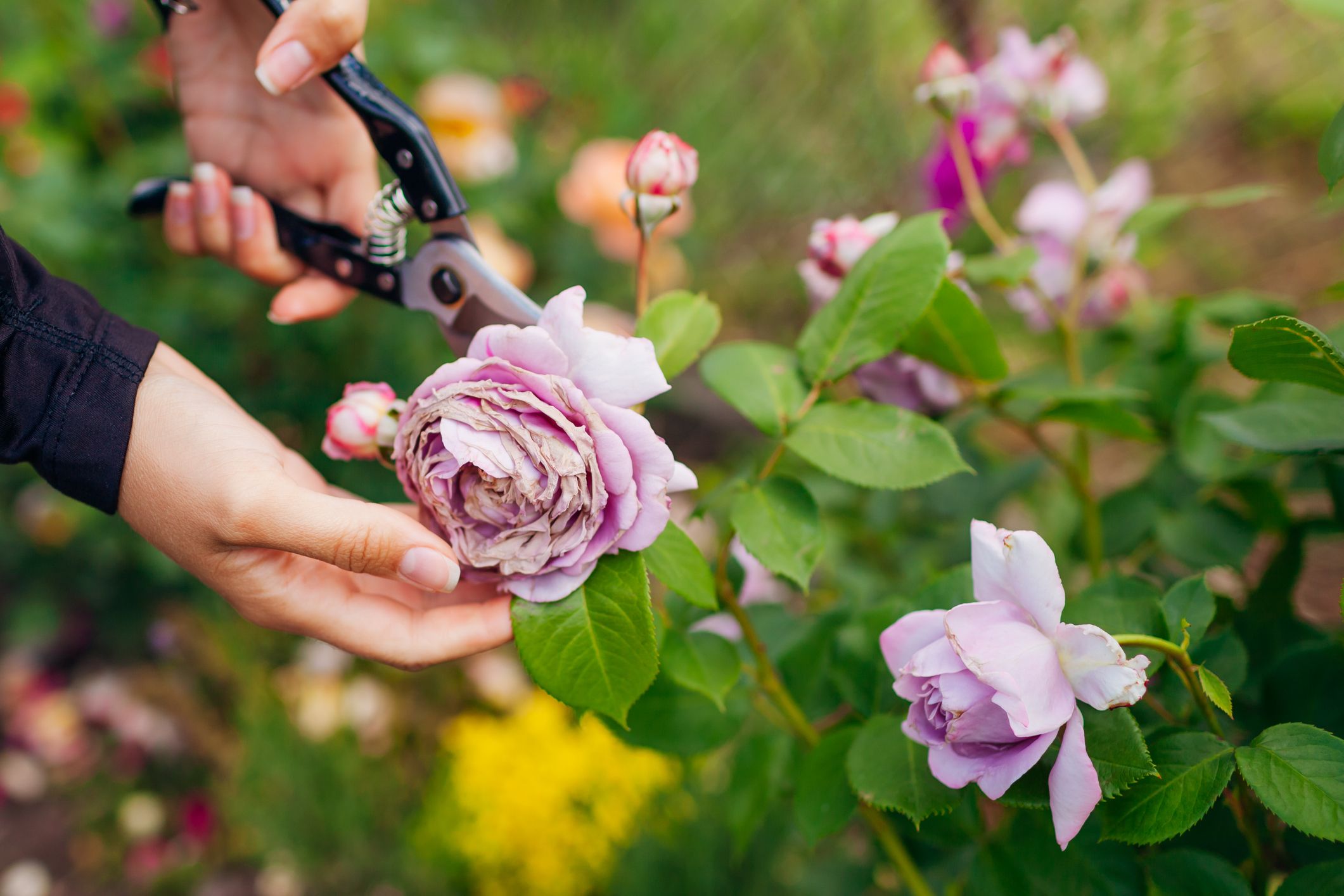 How to Prune Roses for a Healthy Garden