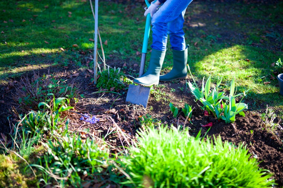 woman digging a hole in the garden with a spade