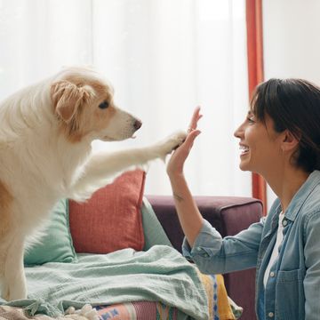 woman, dog and paw high five in home or learning trick on sofa for animal behaviour, obedience or support female person, pet and owner best friend or bonding together in apartment, playing or happy