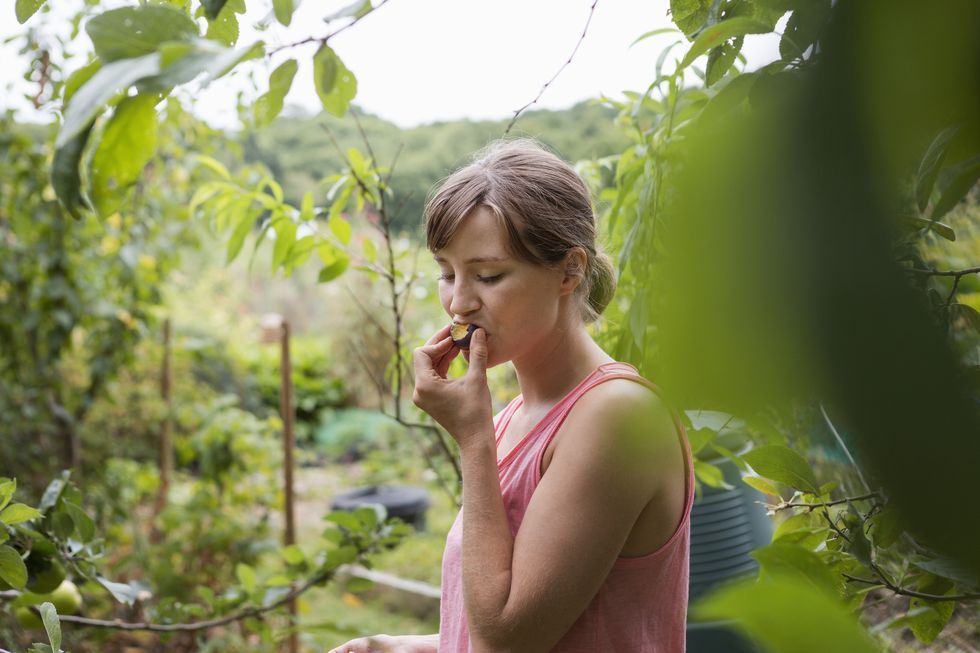 woman eating prune from tree in allotment