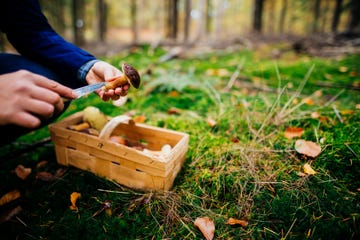 woman finding a big cape mushroom growing in a forest