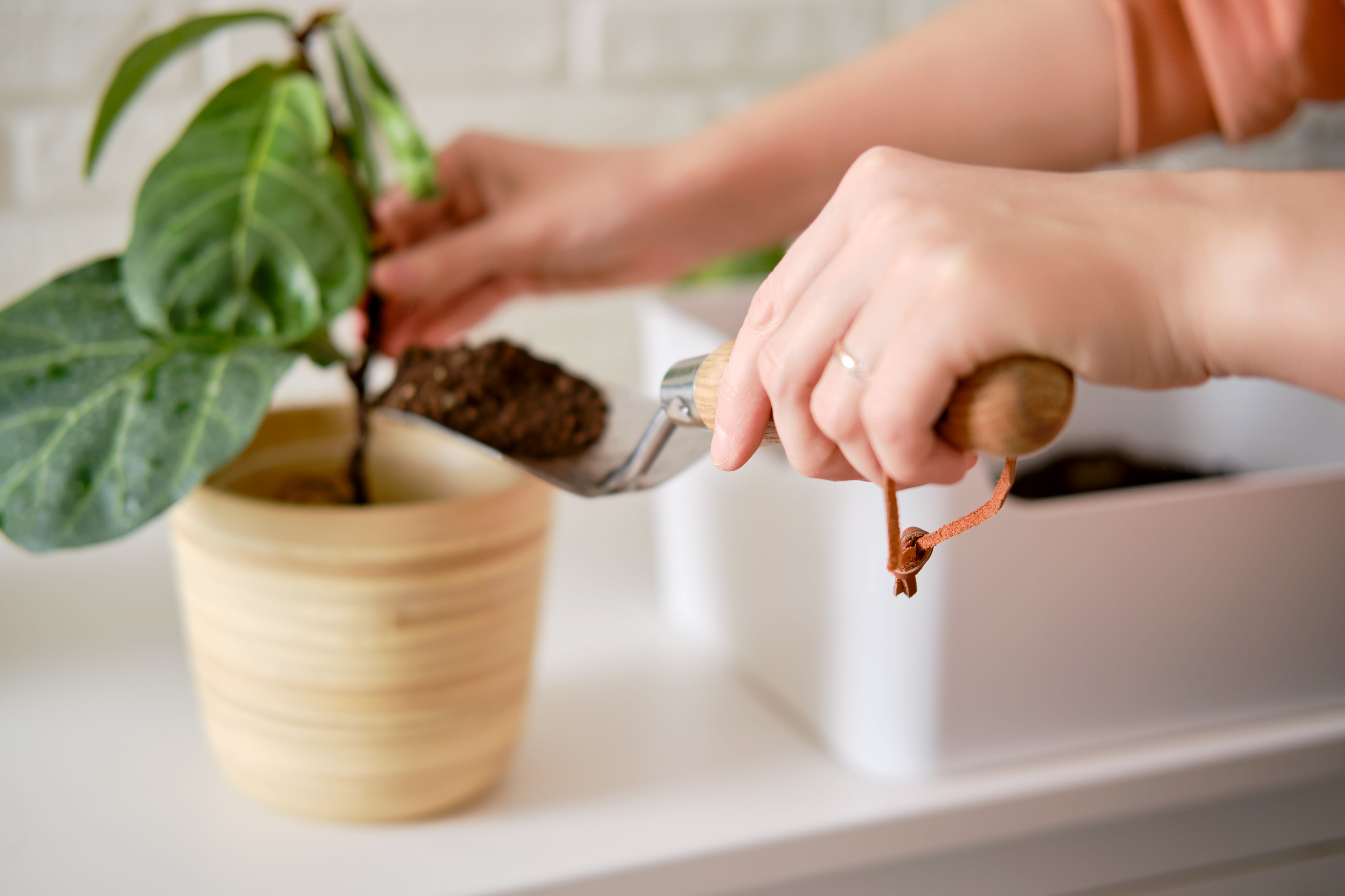 How to Care for Fiddle Leaf Fig Tree — Fiddle Leaf Fig Tree Care