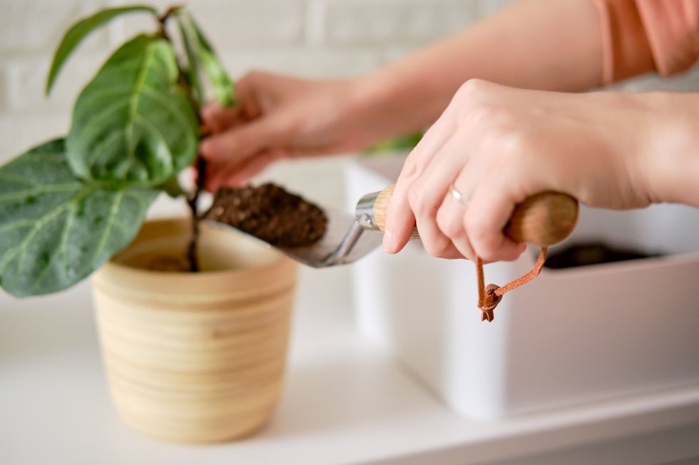 a woman florist pours soil for planting plants ficus lyrata bambino in a flower pot planting a houseplant, white brick wall background