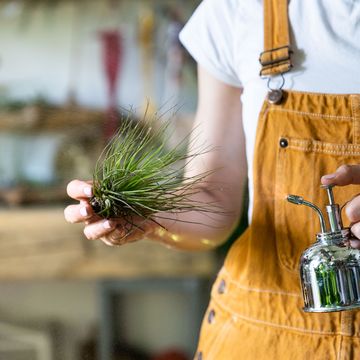 woman florist spraying air plant tillandsia by vintage steel water sprayer at garden home, taking care of houseplants
