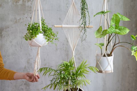 hanging plants in macrame holder