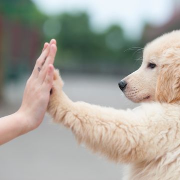 Woman giving high five to dog