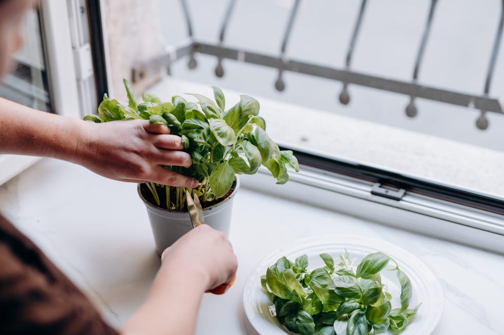 woman hands takes fresh organic basil to grow at home, houseplants