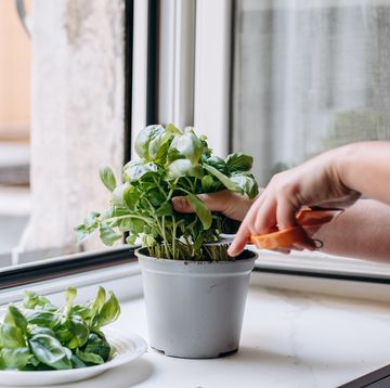 how to grow herbs indoors