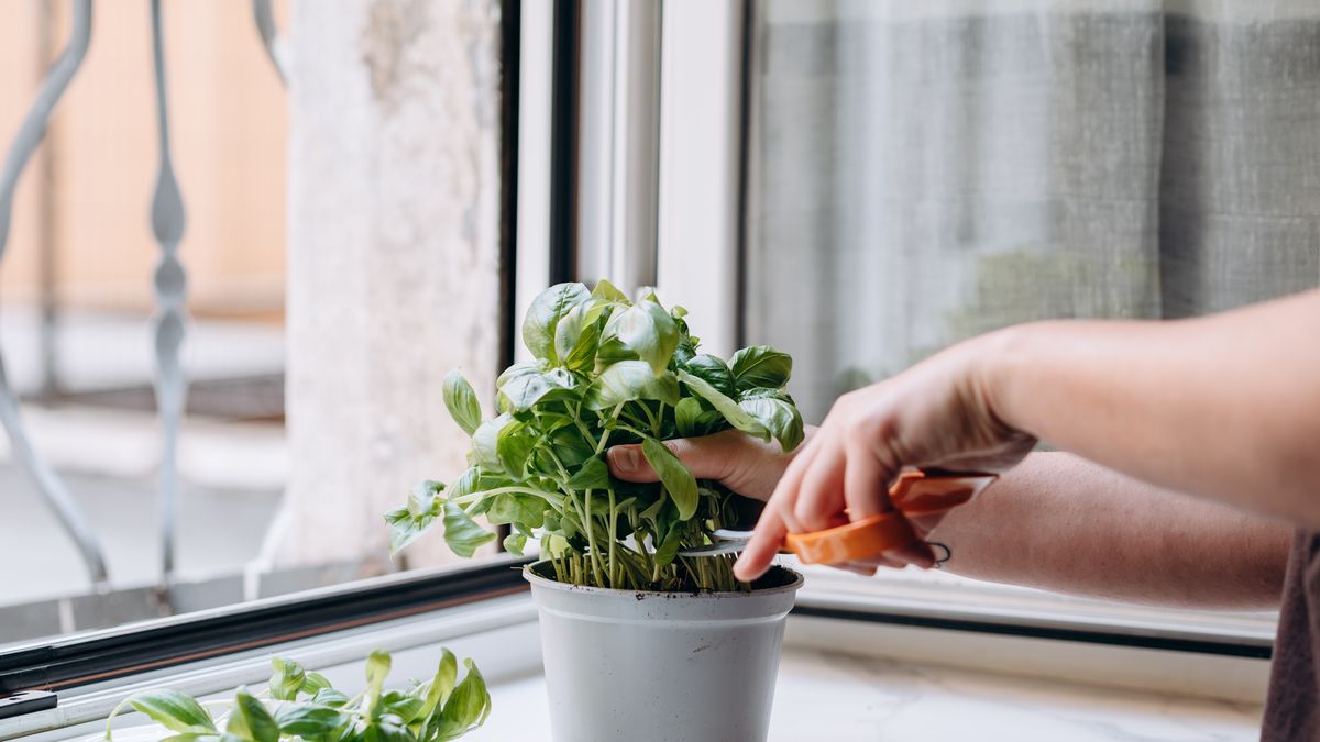 preview for How To Grow Herbs Inside