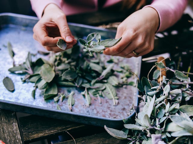 woman harvesting salvia or sage from gardening