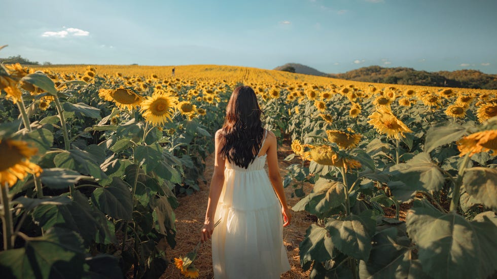 summer activities with a woman holding sunflowers in the flower field