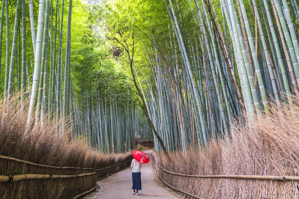 Woman on Path Through Bamboo Forest, Sagano, Japan
