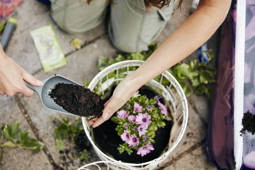 a woman planting up a basket with flowers, and adding soil around the base of the plant