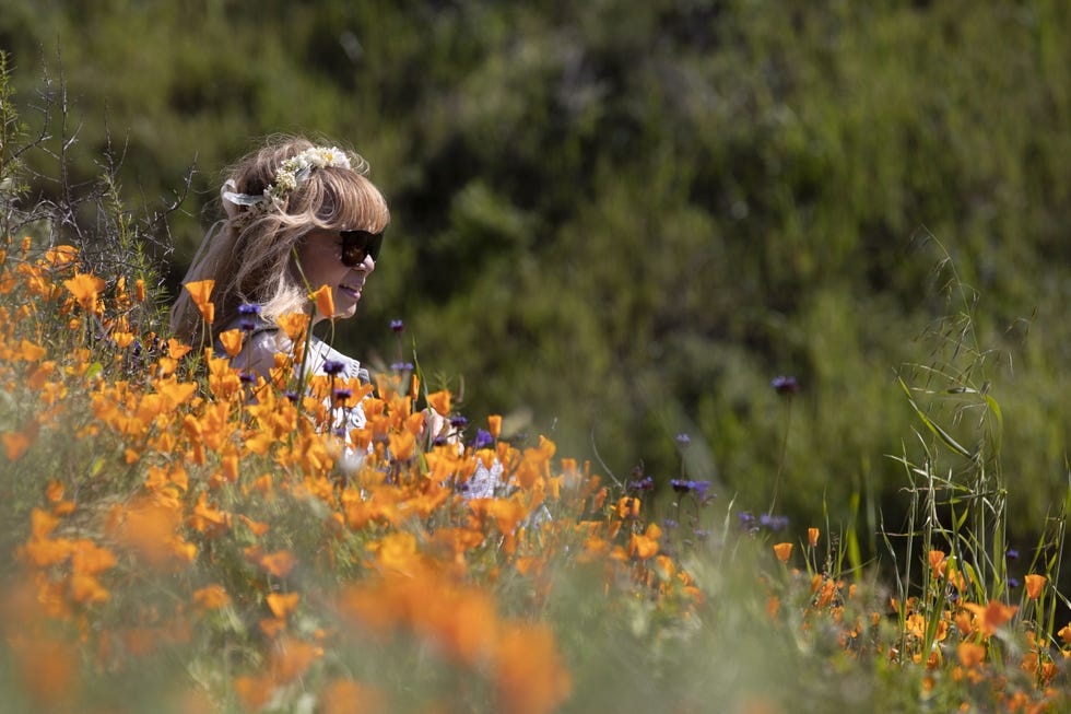 A woman poses for a photo among the flowers of the 'Superbloom