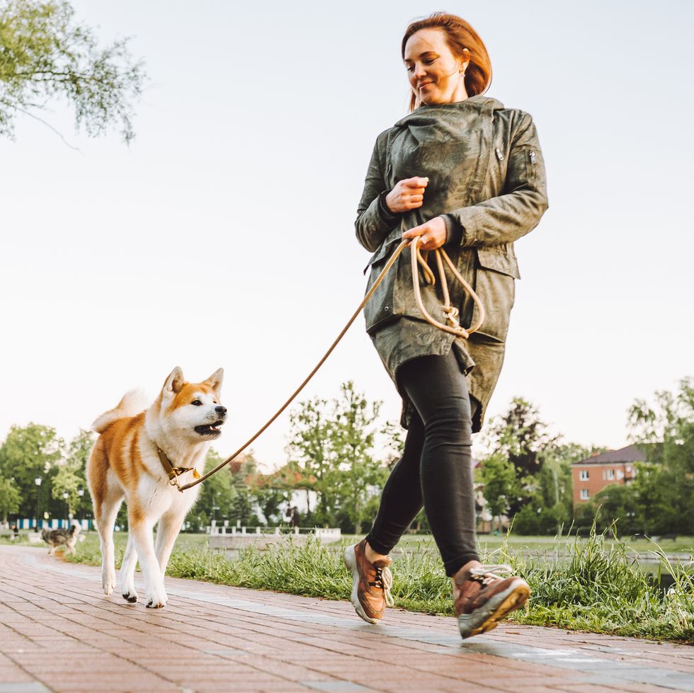 woman run with her akita inu in the public park along a lake early in the morning