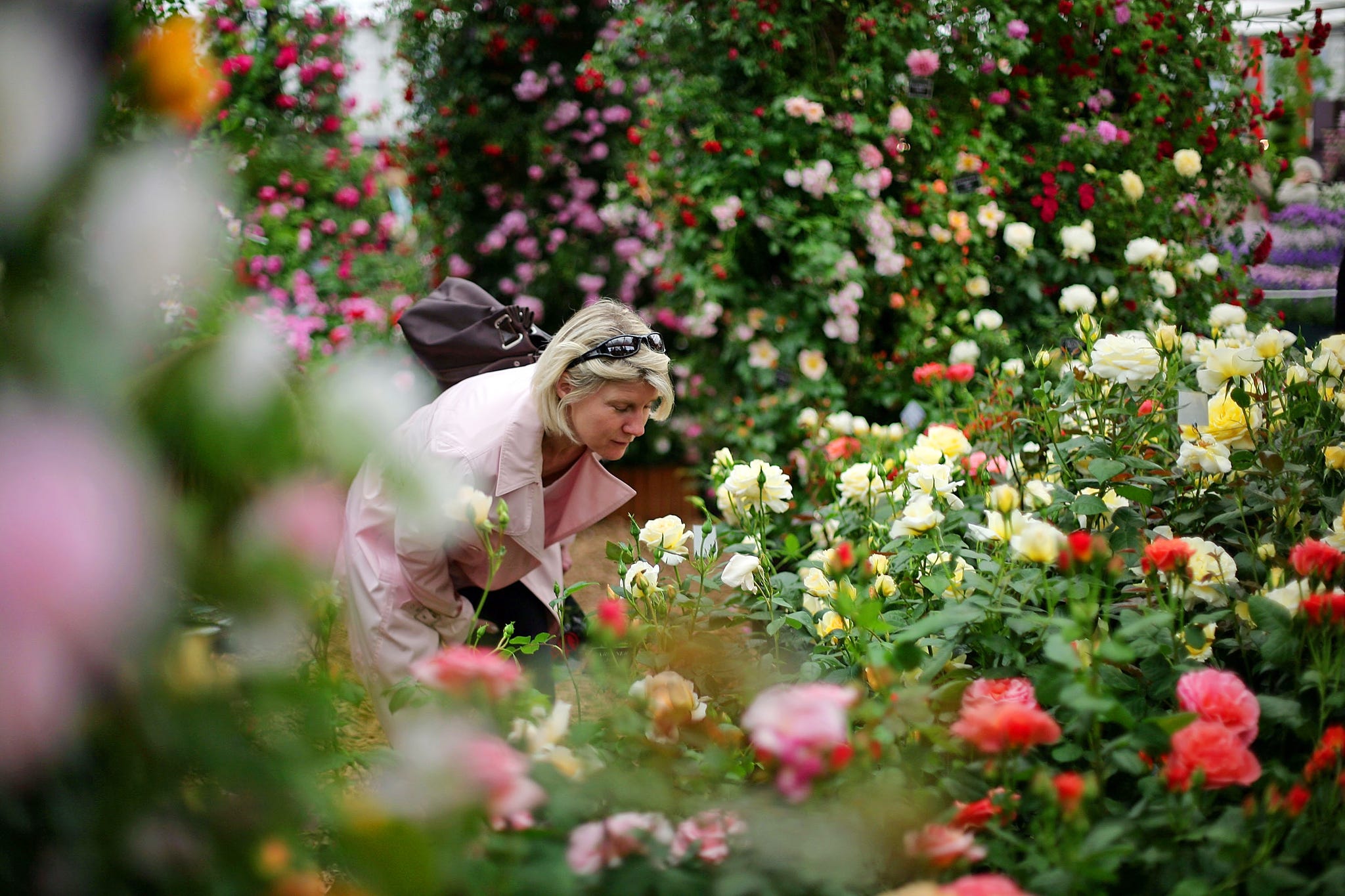 Rose dieback / RHS Gardening