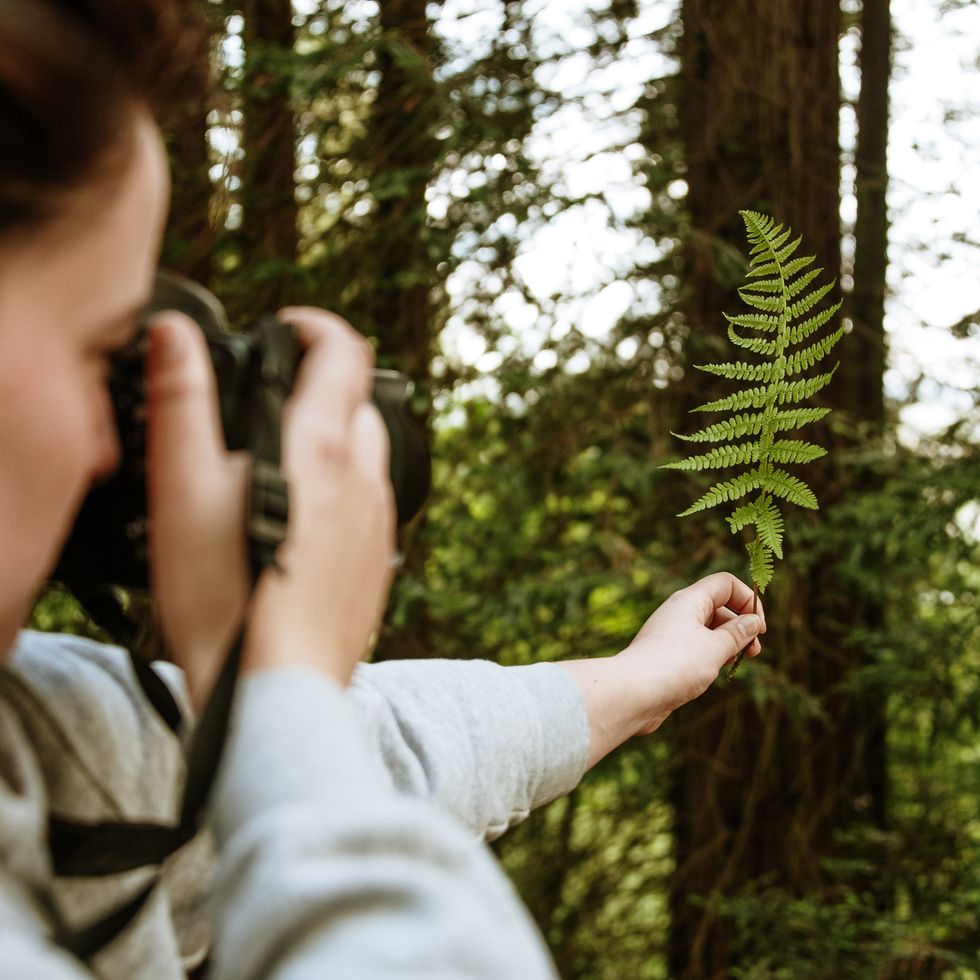 woman taking a picture of a green fern with a dslr camera