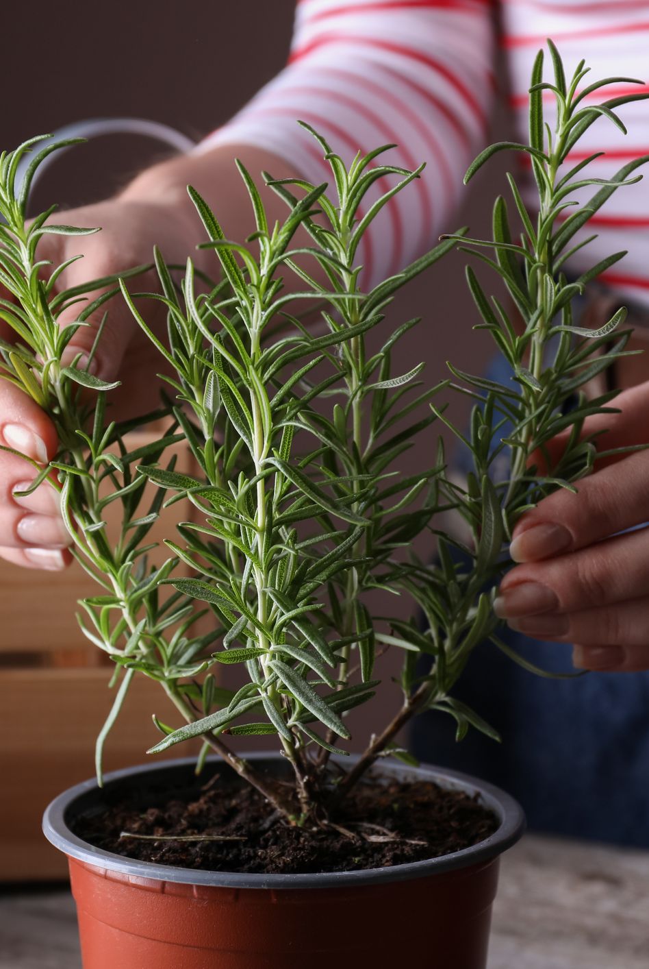 woman taking care of potted rosemary plant at wooden table, closeup
