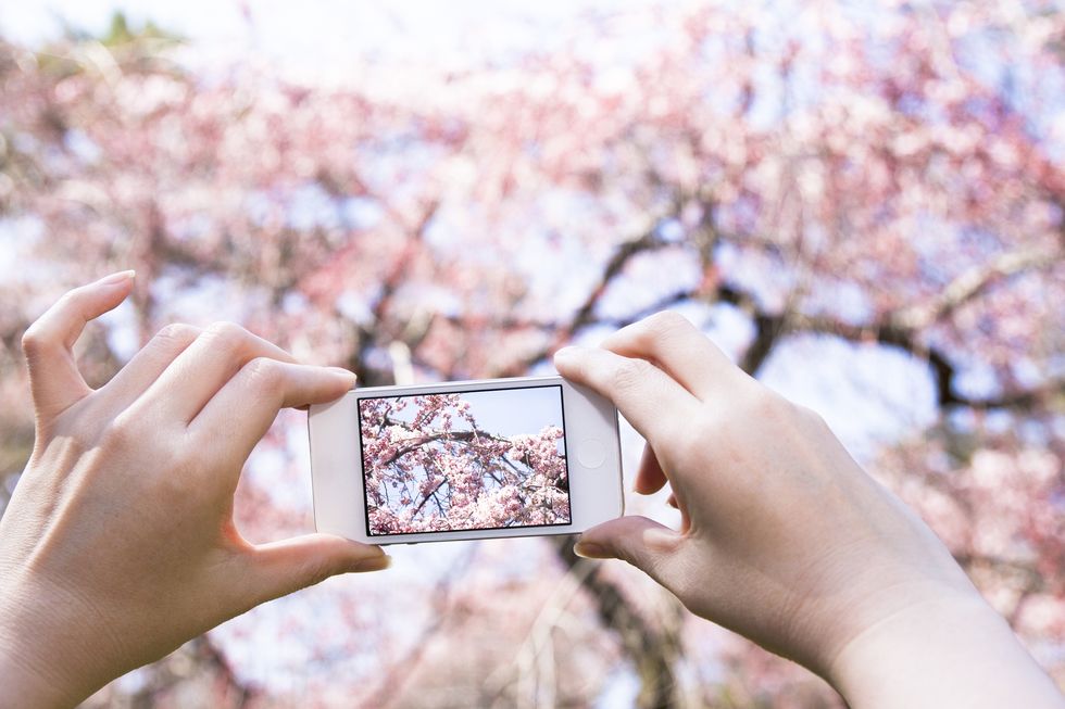 Woman Taking Photo Of Cherry Blossoms With Mobile Phone