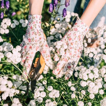 best gardening tools, a woman trims plants with shears. hands in colored gloves take care of flowers in the garden.