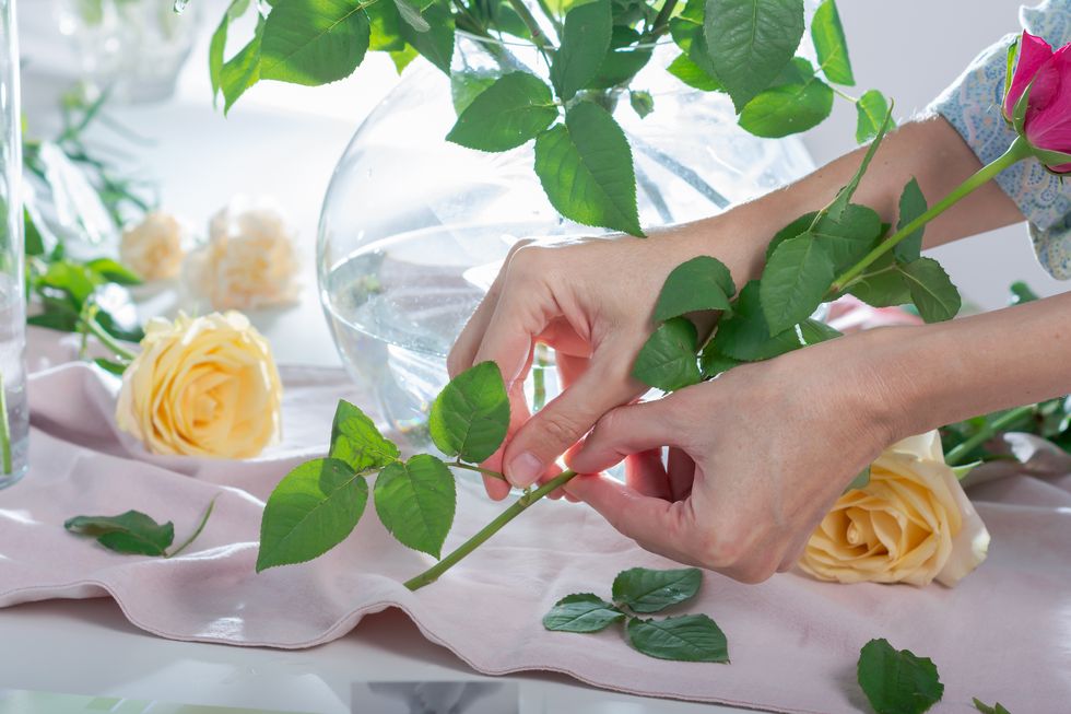 woman trims the leaves from the stem of rose to prevent them from falling into the water in a vase