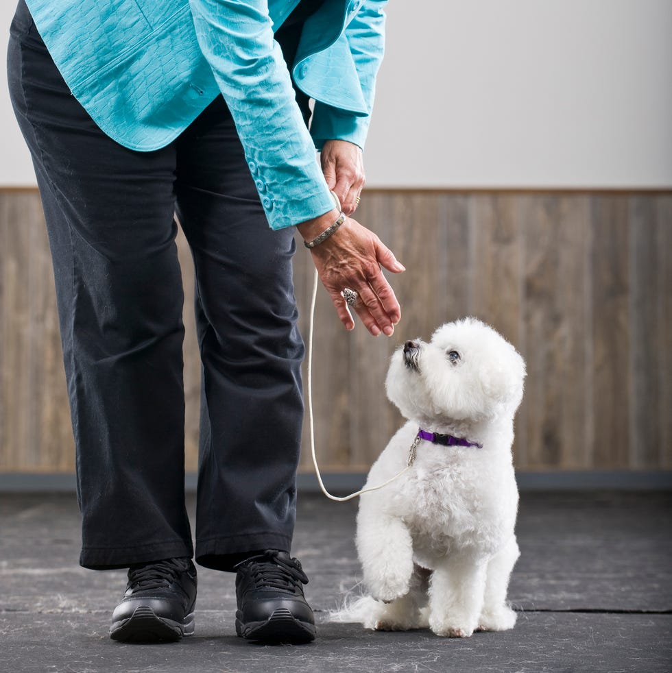 12 Easiest Dogs to Train - Bichon Frise 12 easiest dogs to train bichon frise