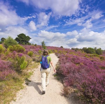 woman walking on the posbank ( herikhuizerveld ) through blooming heather