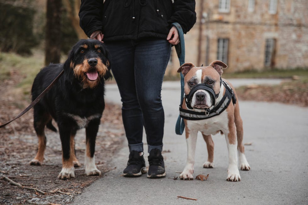 woman walking with two dogs