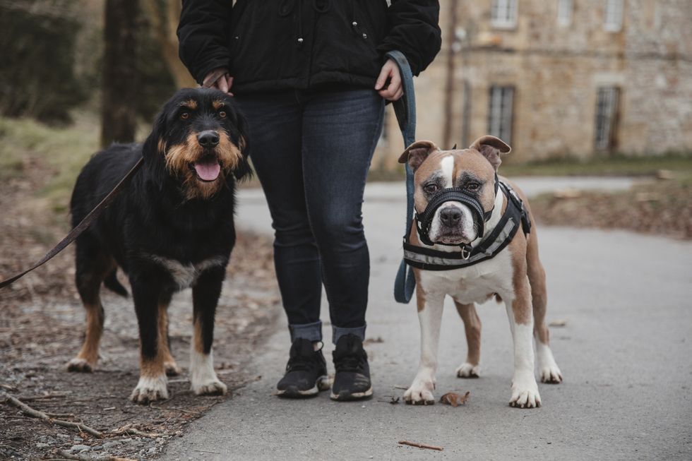 woman walking with two dogs