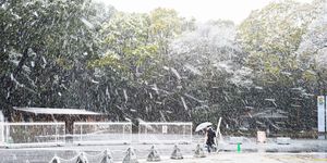 snowstorm hit tokyo over 'stay at home' weekend