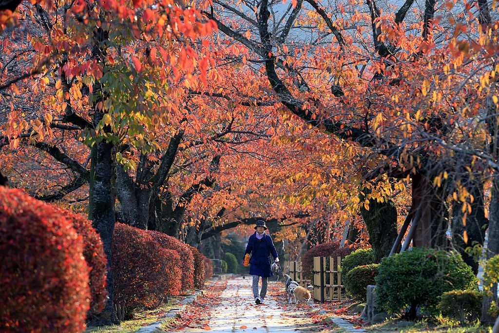 people enjoy autumn colors in kyoto