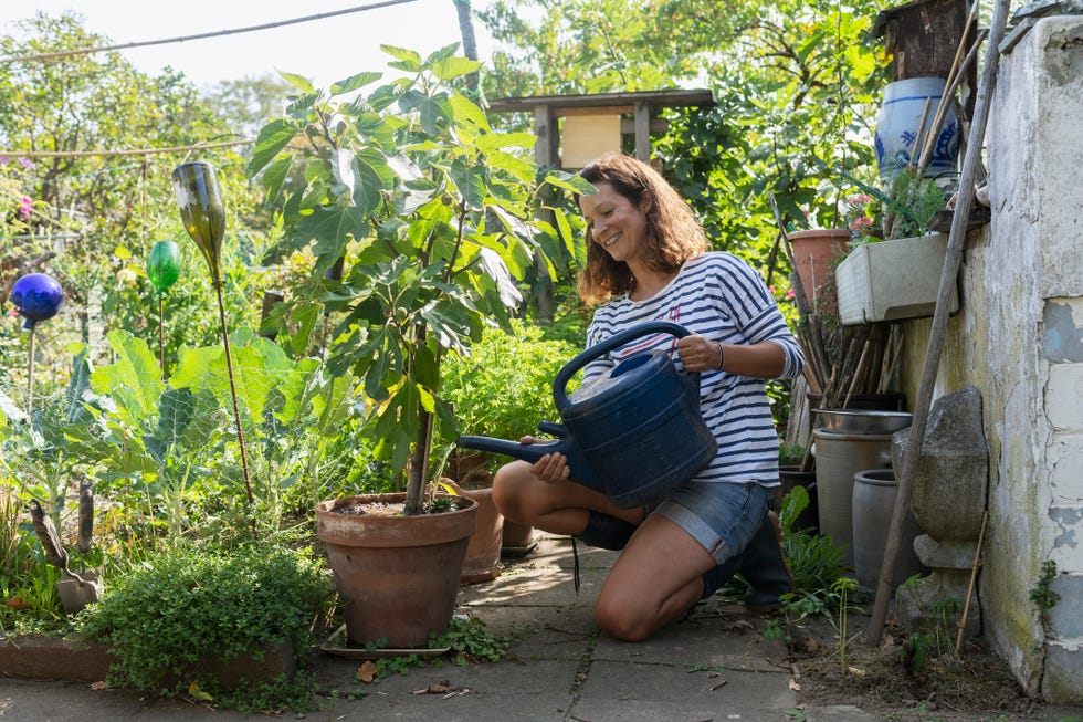 woman watering fig tree in urban garden