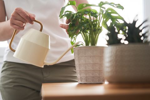 woman watering home plants
