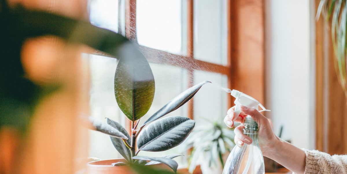 22 Indoor Vine Plants That Look Great in the Home