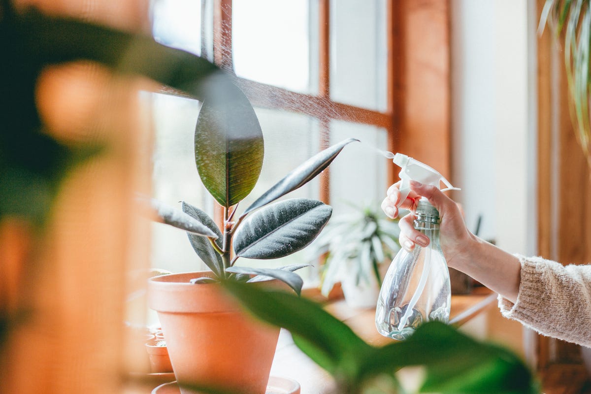 Indoor plant deals for center table