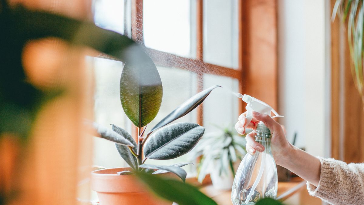 31 Best Indoor Plants - Good Inside Plants for Small Space Gardening