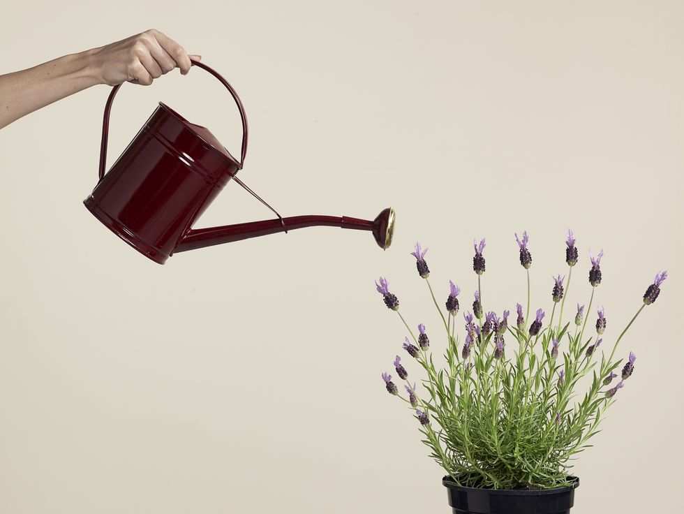 woman watering lavendar plant with watering can