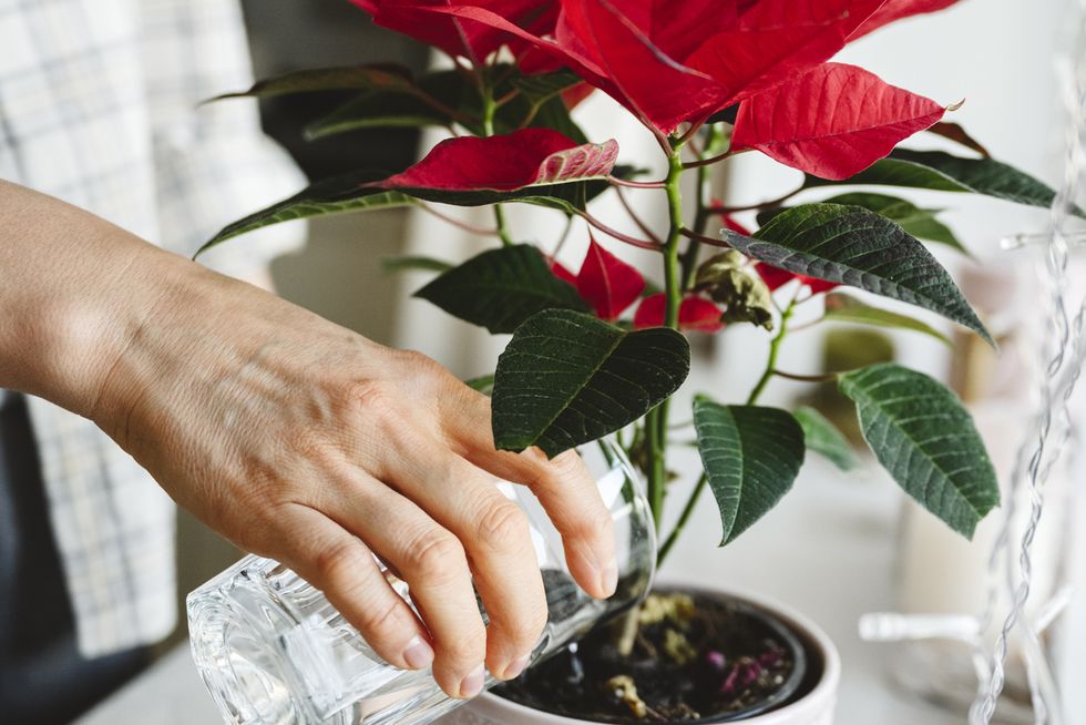 woman watering poinsettia plant on window sill at home