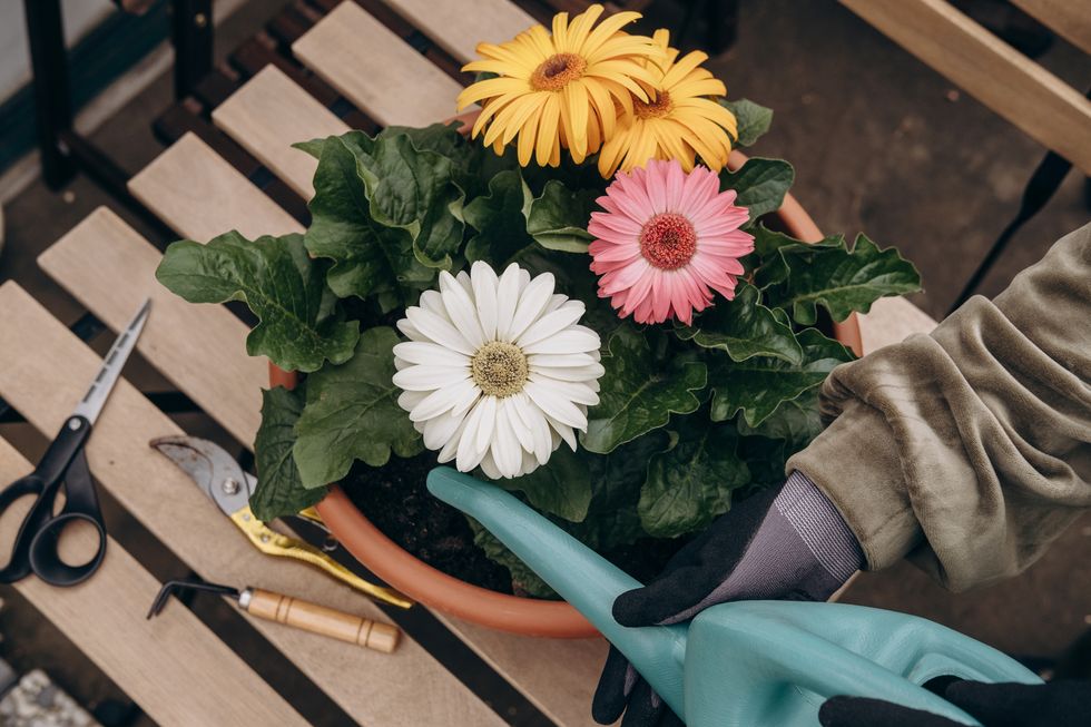 a woman waters gerbera flowers in a pot from a watering can on the balcony, hobby gardening on the terrace, hands close up
