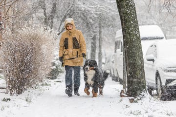 woman wearing a yellow winter jacket is walking her bernese mountain dog on the street in the snowy weather they go in the direction of the camera past cars standing along the road