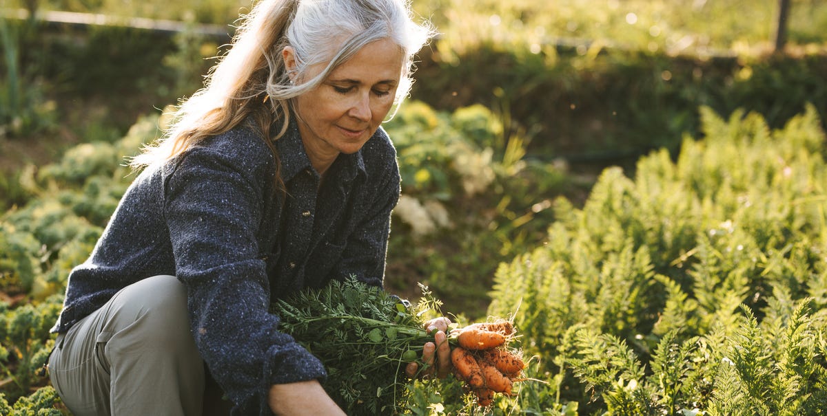 Benefits Of Horticulture Therapy How Plants Can Help Heal You Benefits Of Horticulture Therapy How Plants Can Help Heal You