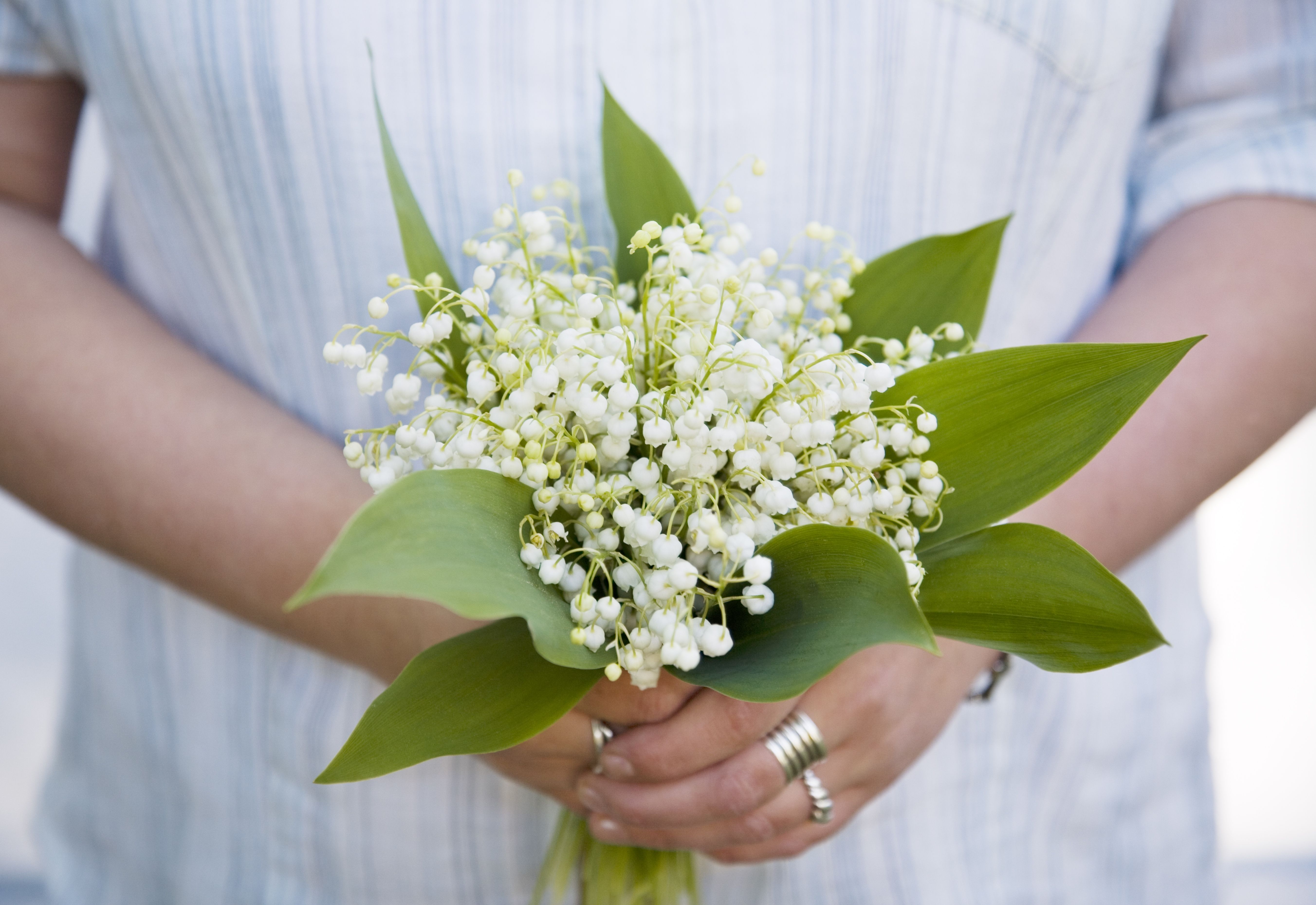 Lily of the Valley Meaning, Symbolism and Connection to the Queen