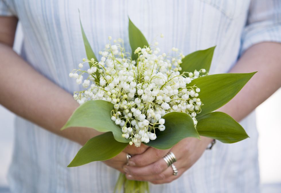 Fragrant lily of the valley typically blooms in May, Lily Of The Valley 