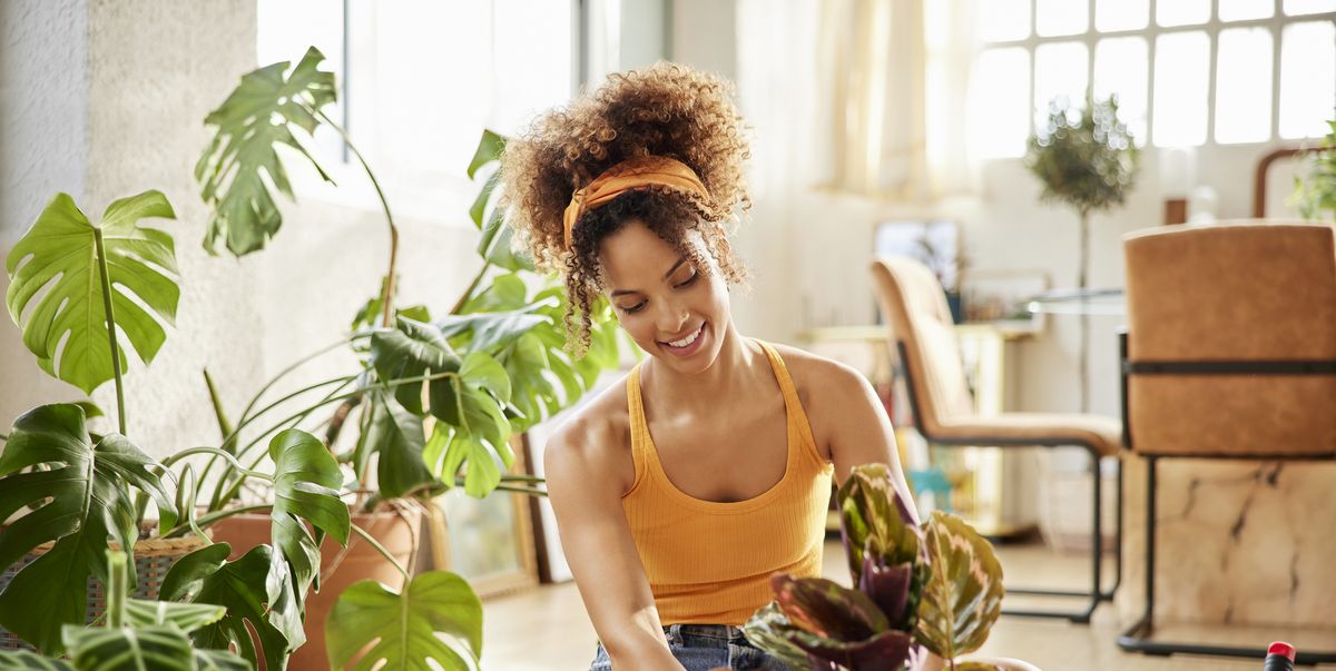 10 Best Indoor Plants to Improve Your Health and Home