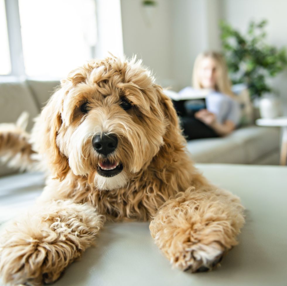 woman with his golden labradoodle dog reading at home