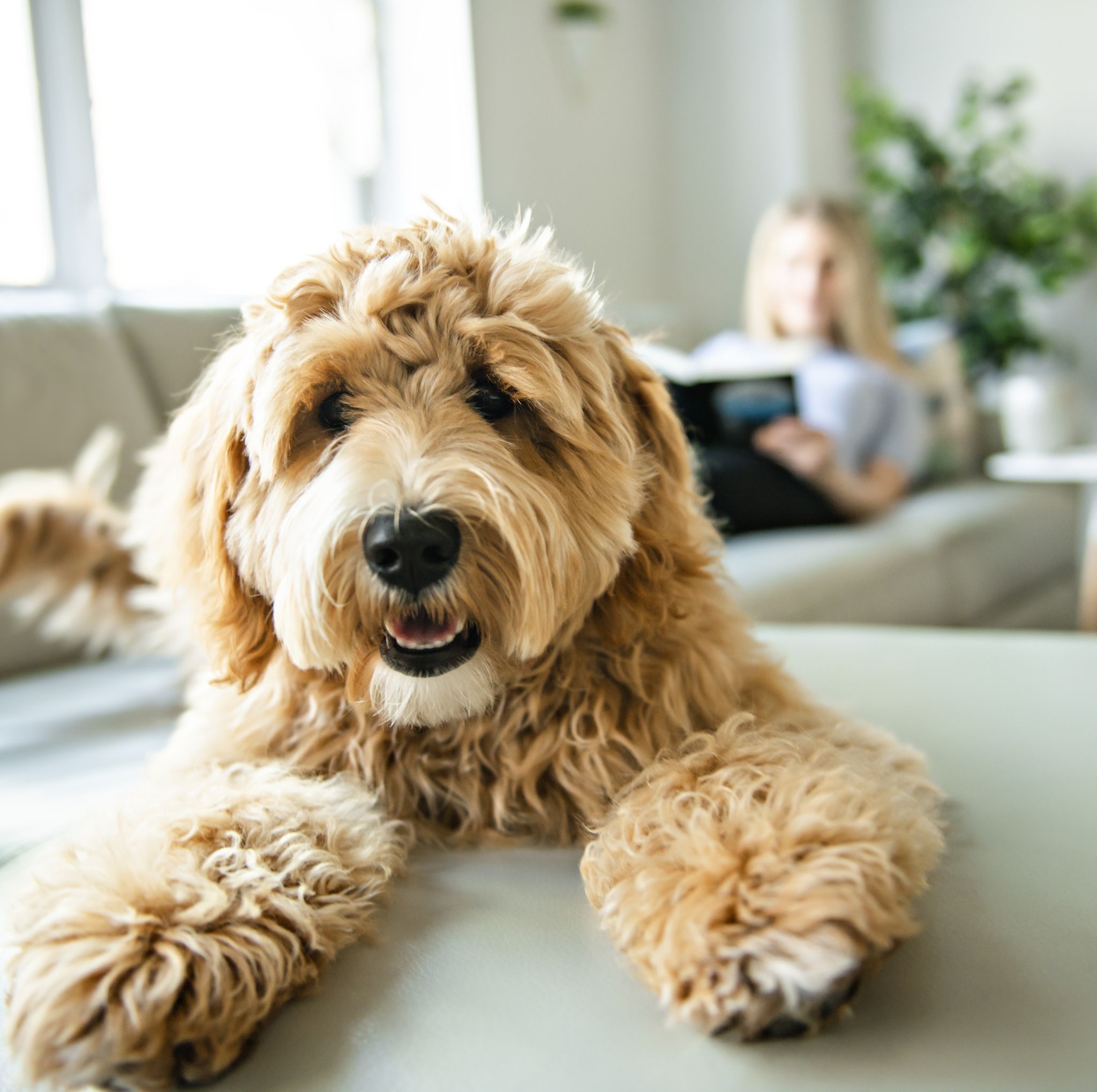 https://hips.hearstapps.com/hmg-prod/images/woman-with-his-golden-labradoodle-dog-reading-at-royalty-free-image-1599209569.jpg?crop=0.670xw:1.00xh;0.104xw,0&resize=2048:*
