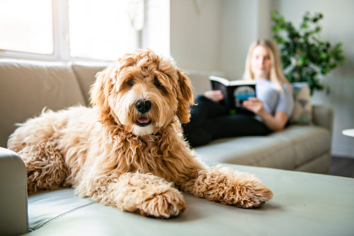 https://hips.hearstapps.com/hmg-prod/images/woman-with-his-golden-labradoodle-dog-reading-at-royalty-free-image-1614709449.?crop=0.564xw:0.846xh;0.0913xw,0.118xh&resize=1200:*