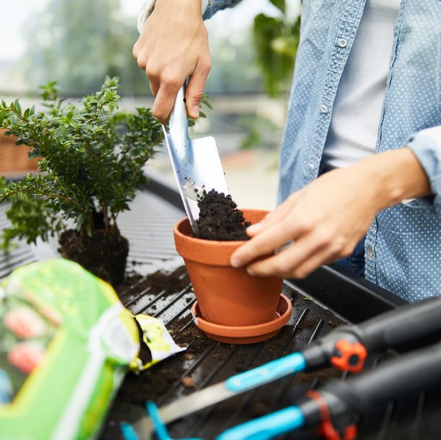 https://hips.hearstapps.com/hmg-prod/images/woman-working-with-gardening-equipment-in-royalty-free-image-1688747641.jpg?crop=0.668xw:1.00xh;0.159xw,0&resize=640:*