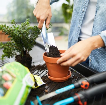 woman working with gardening equipment in greenhouse