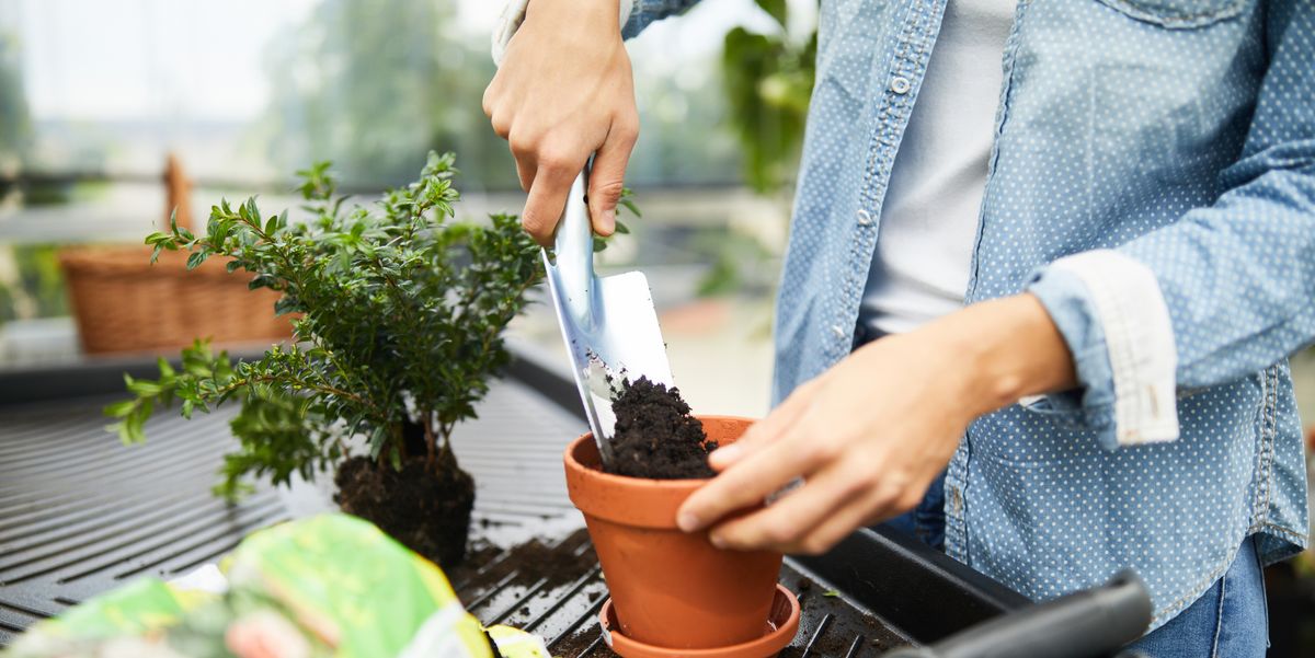 woman working with gardening equipment in greenhouse